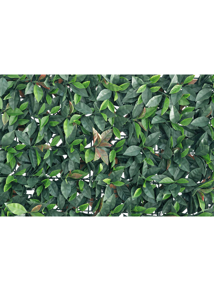siepe-verdecor-a-foglie-tipo-photinia-m-0-5x0-5