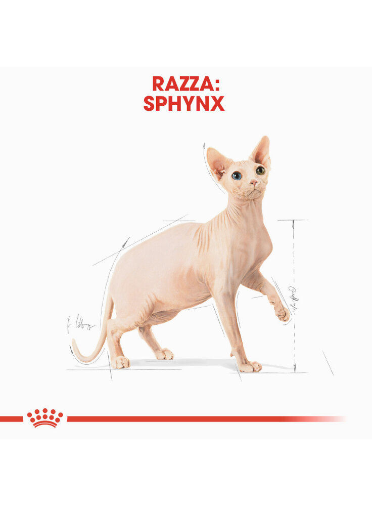 sphynx-royal-canin-1