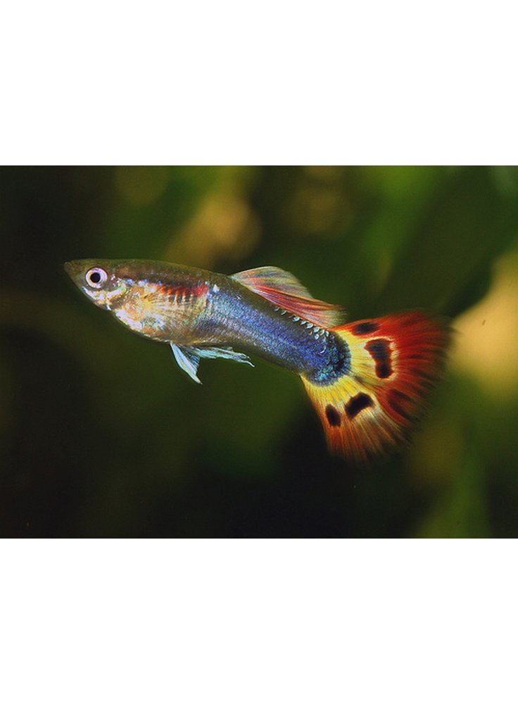 Guppy sunset tux