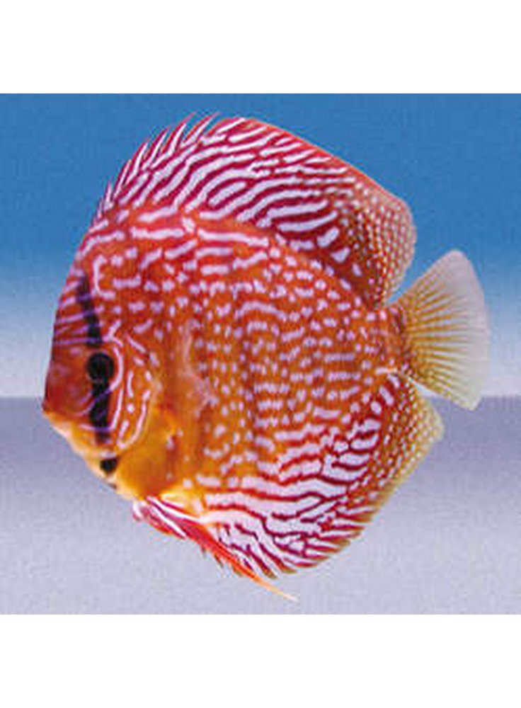 Discus Red Scribbelt 10 cm 1 Esemplare