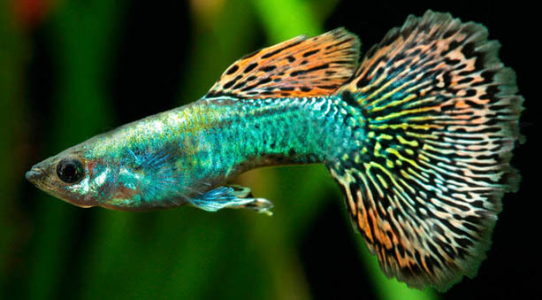 Vegetariani guppy platy xipho