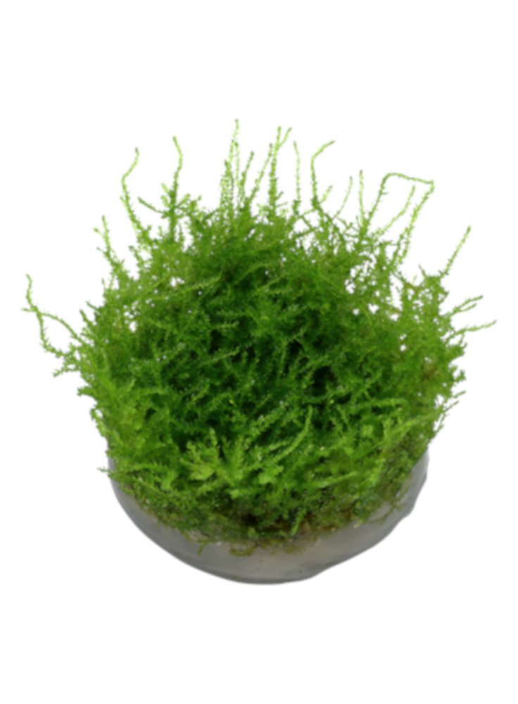 vesicularia2