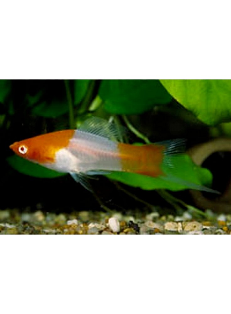 xiphophorus helleri kohaku red