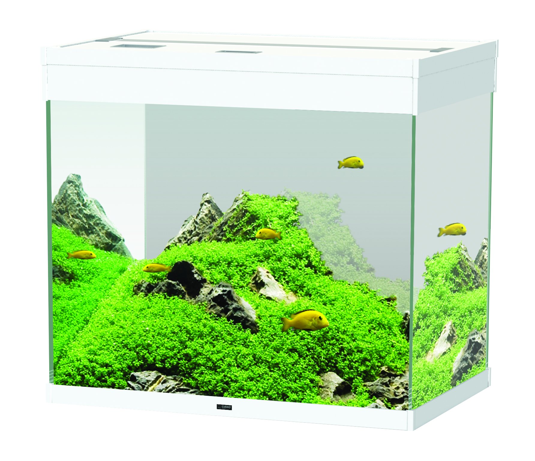 allestimento acquario dolce con piante vere: carassi che mangiano ... - Allestimento Acquario Dolce Con Piante Vere allestimento acquario dolce con piante vere: carassi che mangiano ... - Allestimento Acquario Dolce Con Piante Vere