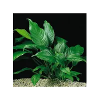 Assortimento 3 Anubias