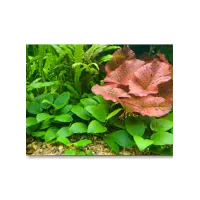 Assortimento biotopo amazzonico set da 30 a 50 litri 6 piante