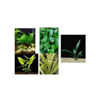 Assortimento le robuste (3 piante)