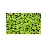 Lemna minor galleggiante acquario e laghetto porzione 5x10