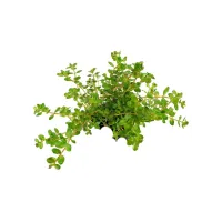 Rotala Rotundifolia assortimento 3 pz