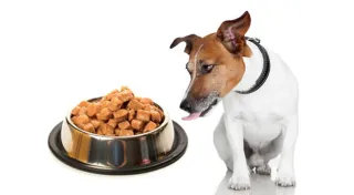 Alimenti umidi per cane