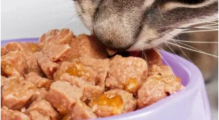 Alimenti Umidi per Gatti