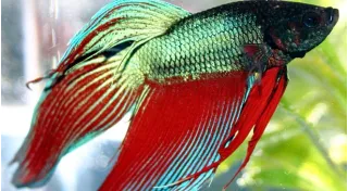 Betta splendens combattente