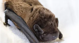 Prodotti per pipistrelli