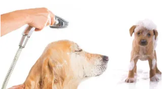 Shampoo balsamo per cani