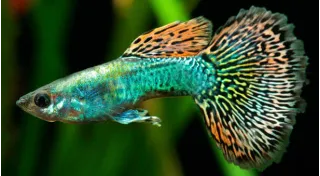 Vegetariani guppy platy xipho