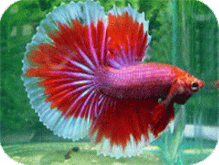 betta splendens