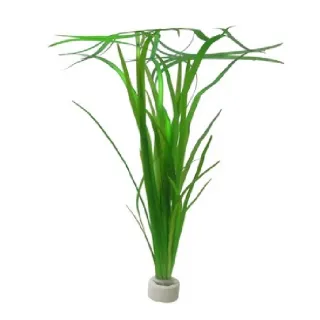 Vallisneria spiralis e nana assortimento 3 piante