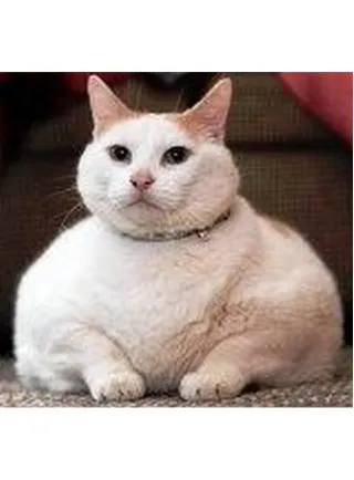 Alimenti per gatti grassi