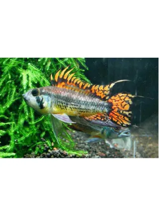 Apistogramma Cacatuoides Triple Red lg n. 1 Esemplare