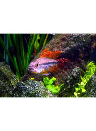 Apistogramma Cacatuoides Duble Red