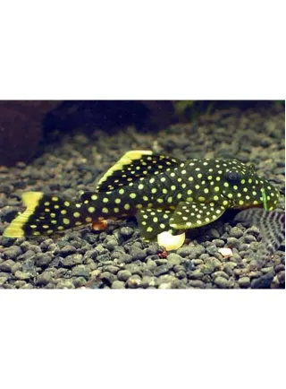 Baryancistrus Golden Nugget ml L018 n. 1 Esemplare