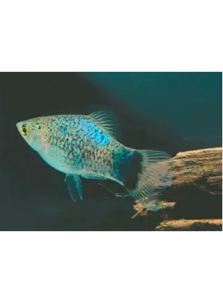 Platy Glowlight Blu Coral lg n. 4 Esemplari