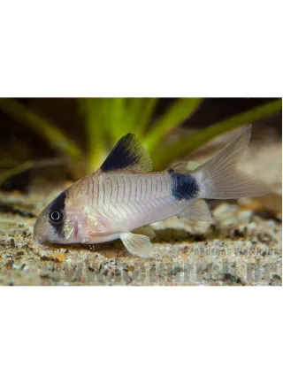 Corydoras Panda ml-lg n. 3 Esemplari