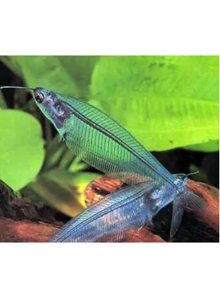 Kryptopterus Bicirrhis lg Pesce Fantasma n. 4 Esemplari