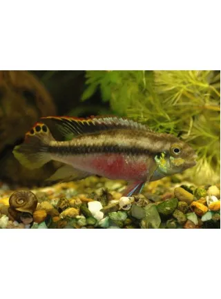 Pelvicachromis Pulcher Extra Grande 1 Esemplare