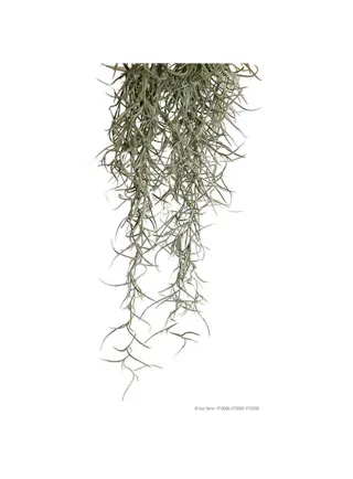 Pianta exoterra plant spanish moss large