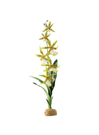 Pianta exoterra spider orchid