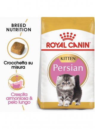 Kitten Persian Royal canin