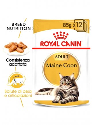 Maine Coon buste Royal Canin