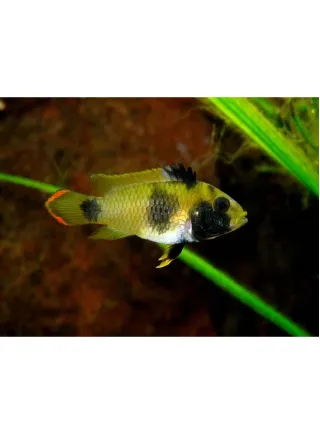 Apistogramma Nijsseni n° 2 esemplari