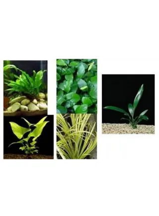 Assortimento le robuste  (6 piante)