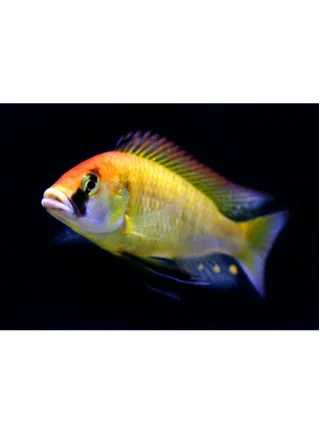 Astatotilapia burtoni