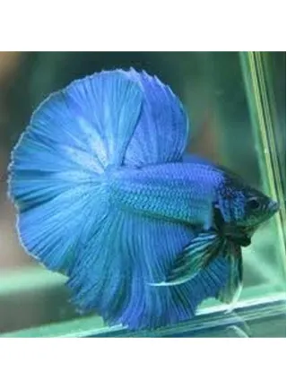 Betta speldens half-moon coda a ventaglio maschio