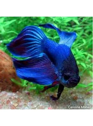 Betta Speldens xlg Pesce Combattente maschio Colori Assortiti n. 1 Esemplare