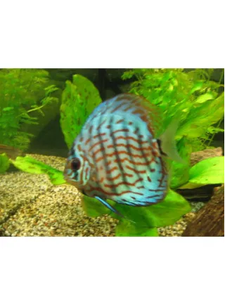 Discus Brillant Turquise 6 cm 1 Esemplare