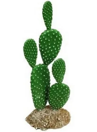 Haquoss decorazione cactus 2