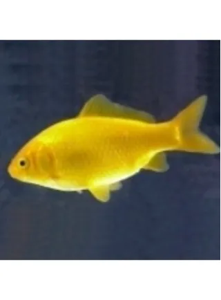 pesce giallo canarino 5-7 cm n° 10 Esemplari