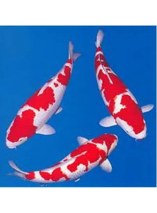 Carpa Koi Kohaku 12-14 cm N° 1 esemplare