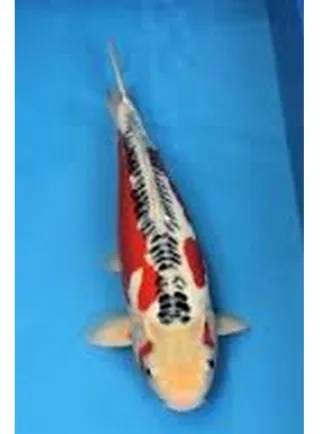 Carpa Koi Susui 12-14 cm N° 1 esemplare