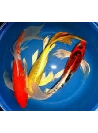 Carpa Koi Mix Pinne a Velo 12-14 cm