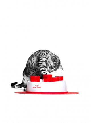 Catit Digger Royal Canin