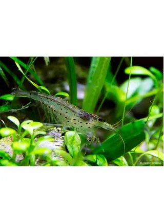 Gamberetto Caridina Japonica (T.Amano) n. 5 Esemplari