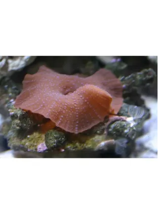 ACTINODISCUS THICKN SPOTTED