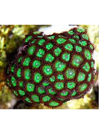 Zoanthus sp Green