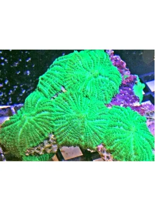 Actinodiscus Mutabilis Green