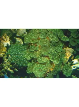 ACTINODISCUS SP. GREEN